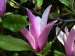 JARDINAGE, BRICOLAGE, RAMASSAGE DE FEUILLES