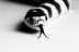 INFORMATIQUE, MUSIQUE, GRAPHISME