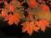 RAMASSAGE DE FEUILLES, JARDINAGE, BRICOLAGE