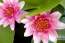 JARDINAGE, JARDINAGE, JARDINAGE